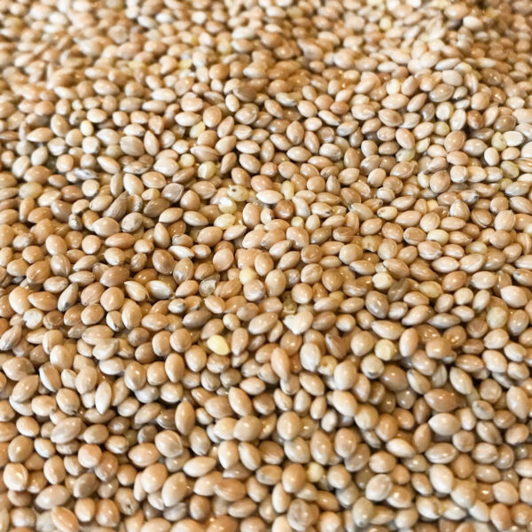 MIJO Especial 20kg